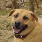 Green Foods Benefits Dogs