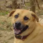 Green Foods Benefits Dogs
