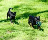 Let’s Talk About Sugar and Dogs