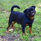 Immune Deficiencies and Autoimmunity in Dogs