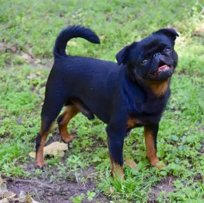 Calcium and the Dog, How Much is Enough?