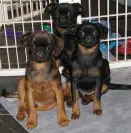 The Importance of Animal Protein and Fat for Dogs