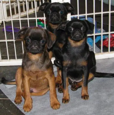 The Importance of Animal Protein and Fat for Dogs