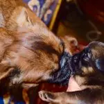 Myths about Feeding Dogs – Part I