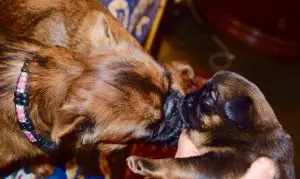 Myths about Feeding Dogs – Part I