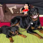 Will Your Dog’s Diet Affect Blood Work Values?