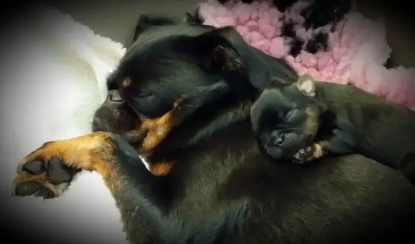 The True History of Dog Food