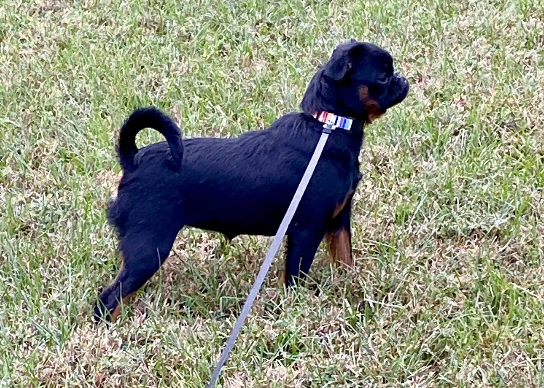 Causes of Infertility in Dogs