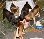 Great Jerky Treats for Your Dog