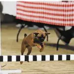 How Much Protein is Really in Your Dog’s Food?