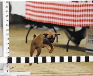 How Much Protein is Really in Your Dog’s Food?