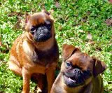 Dogs and the Problems of Constipation or Diarrhea