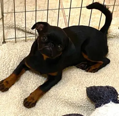 Bogus Saliva Allergy Testing and the Misuse of the Terms, Sensitivities and Intolerances