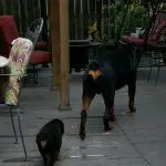 Puppy Protein