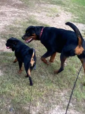 Inflammatory Bowel Disease, a Most Common Disease