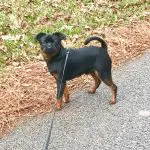 Beautiful dog