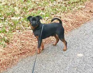 Beautiful dog