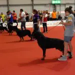 Show dogs in competition