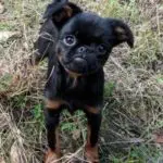 What Supplements are Important for your Dog? This and More Questions Answered