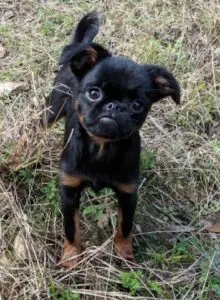 What Supplements are Important for your Dog? This and More Questions Answered