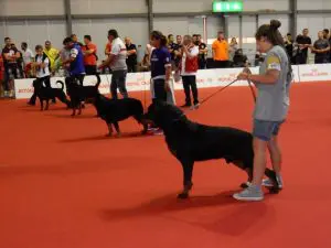 Show dogs in competition