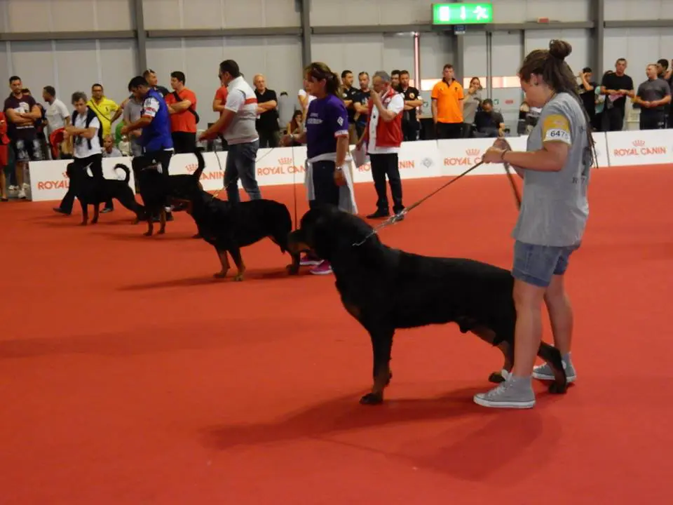 Show dogs in competition