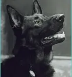 Berte’s Immune Blend – The Complete Supplement for Dogs!