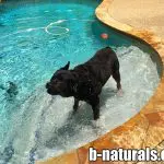 k9nutritionwithlew.com Dog Supplements