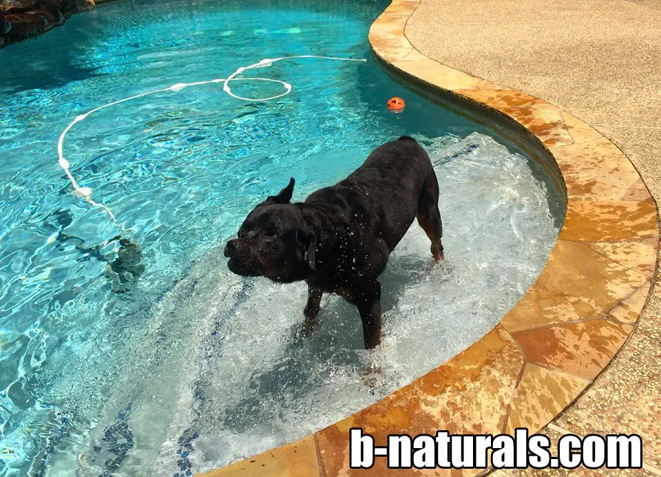 k9nutritionwithlew.com Dog Supplements