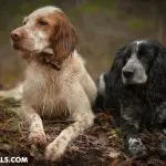 Diets for Special Health Needs