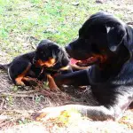 B-Naturals momma and puppy