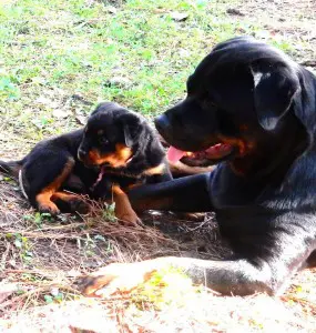 B-Naturals momma and puppy
