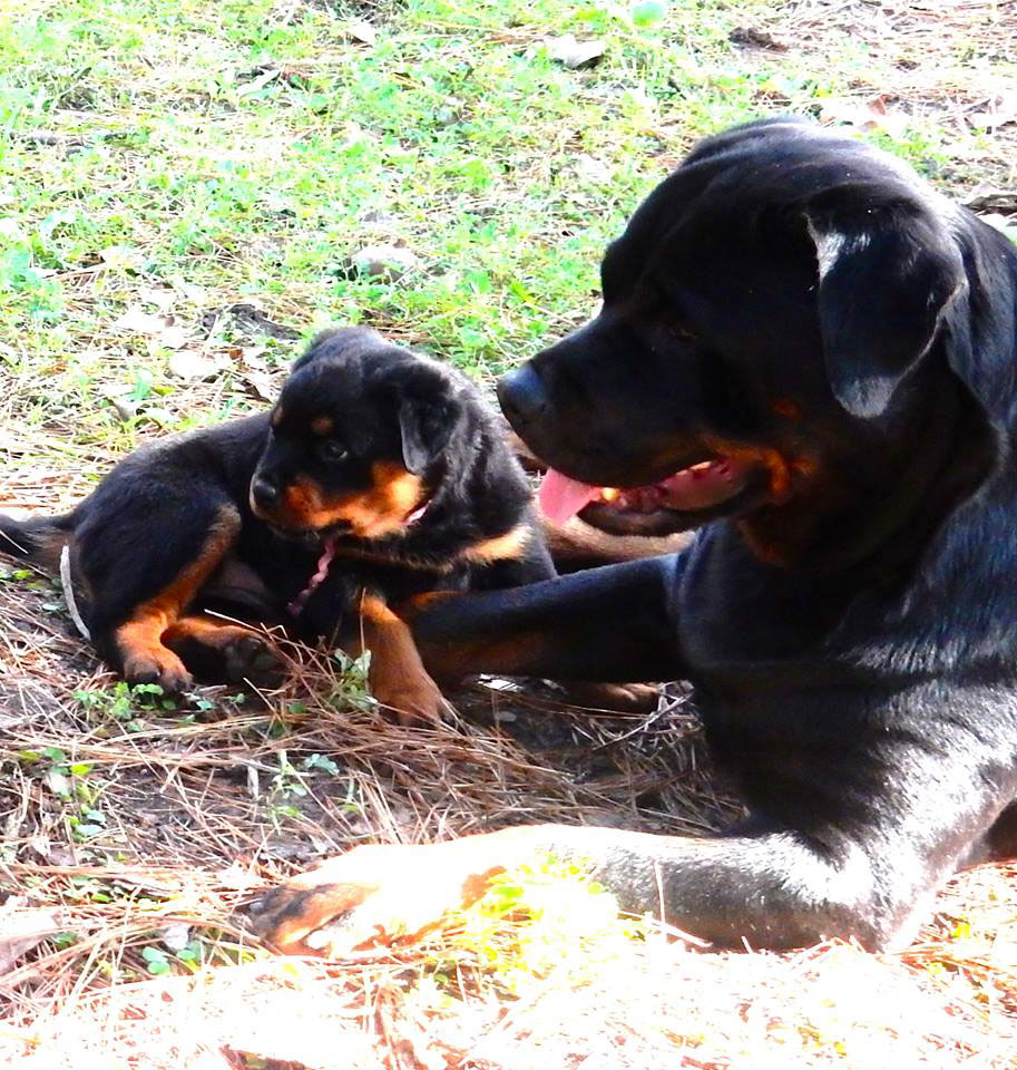 B-Naturals momma and puppy