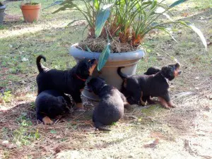 B-Naturals puppies