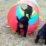 B-Naturals puppies agility course.
