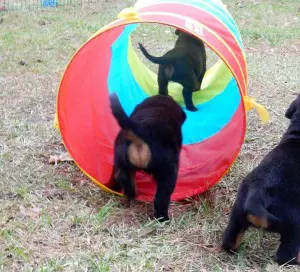 B-Naturals puppies agility course.