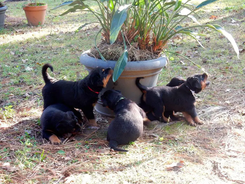 B-Naturals puppies
