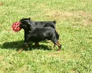 Worried About Feeding Your Dog a Balanced Diet – Let me Help! Part Two of Three