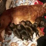 Brussells Griphon puppies nursing