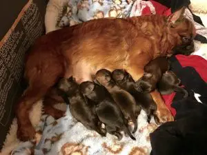 Brussells Griphon puppies nursing