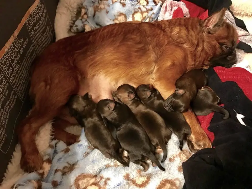 Brussells Griphon puppies nursing
