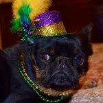 Yeast, the Most Likely Culprit If Your Dog is Itching