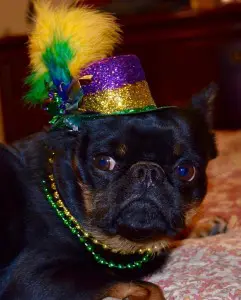 Yeast, the Most Likely Culprit If Your Dog is Itching