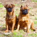 My Dog has Diarrhea/IBD/Sensitive Stomach/Bacterial Overgrowth! What Can I Do To Help My Dog?