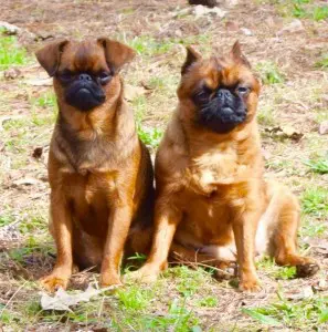 brussels-griffon-puppies