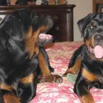 Buck and Daisy