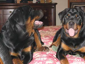 Buck and Daisy