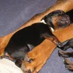 canine cystinuria