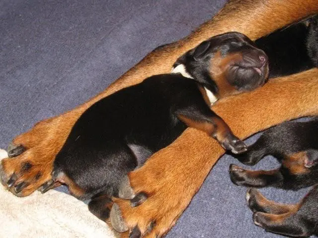 canine cystinuria