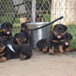 How the Right Diagnosis Can Save Your Dog and Save you Money